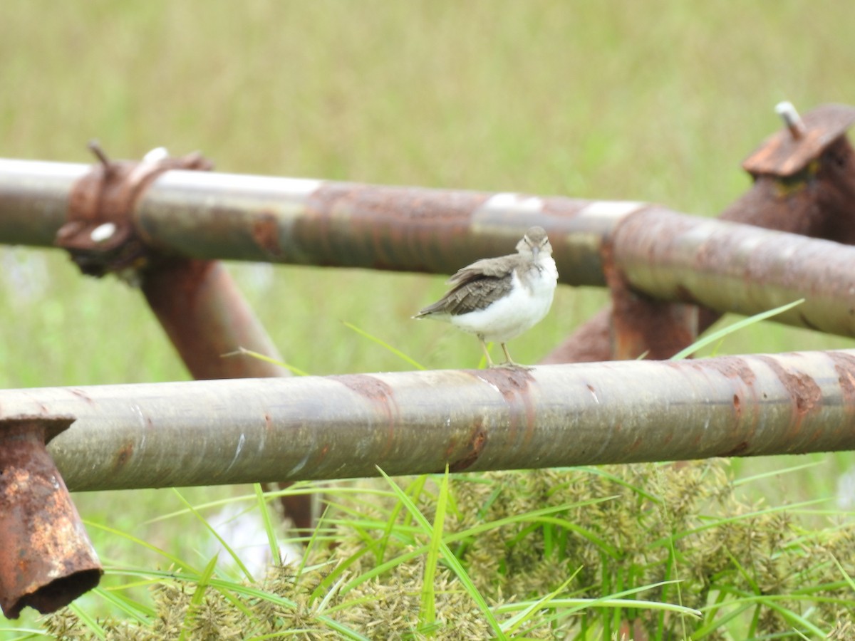 Spotted Sandpiper - ML629108484