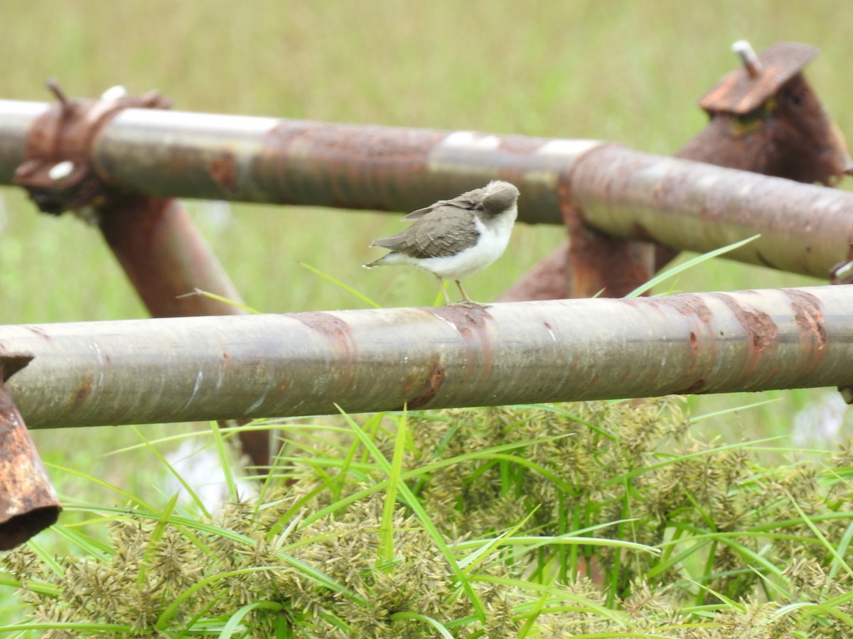 Spotted Sandpiper - ML629108485