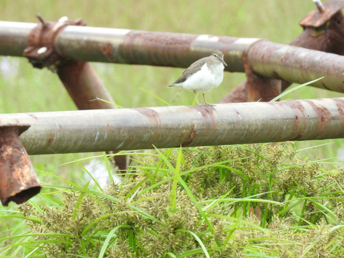 Spotted Sandpiper - ML629108486