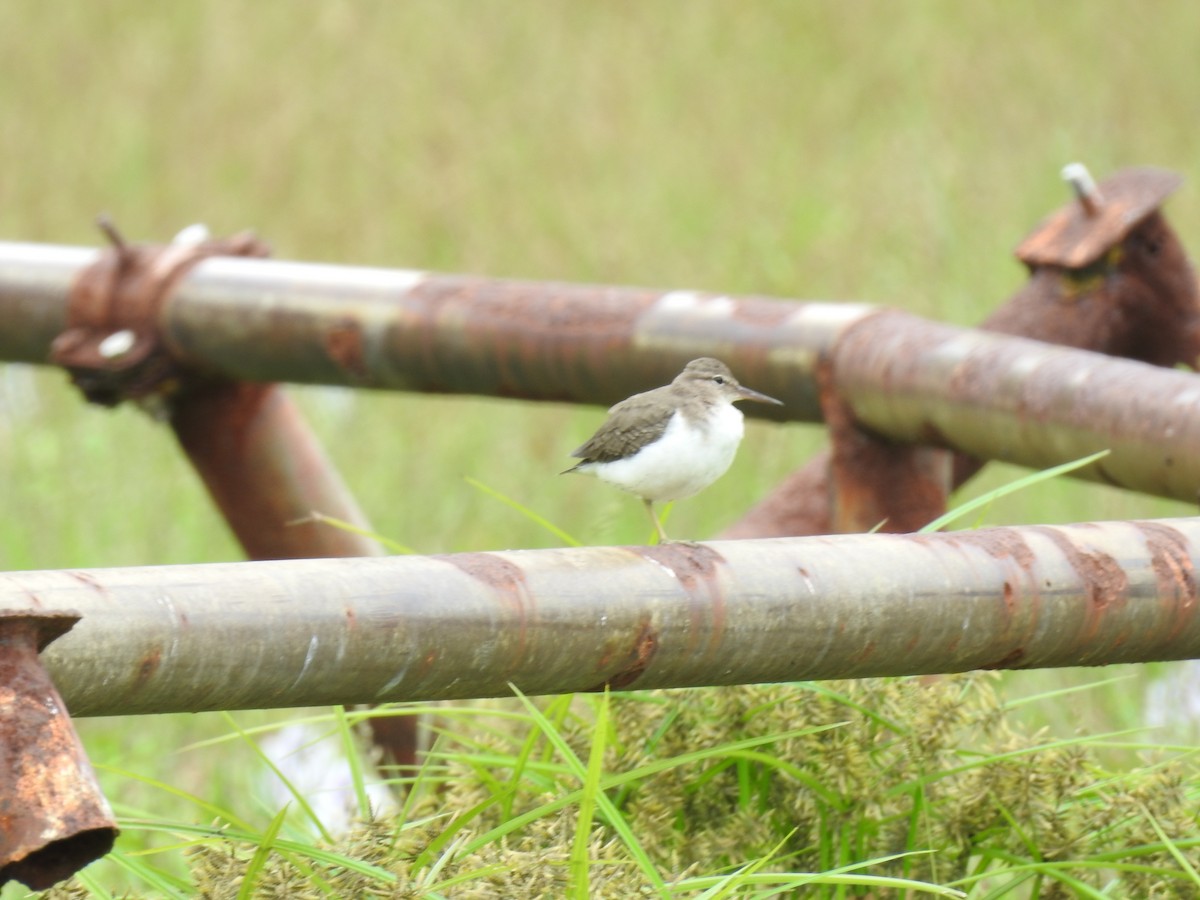 Spotted Sandpiper - ML629108487