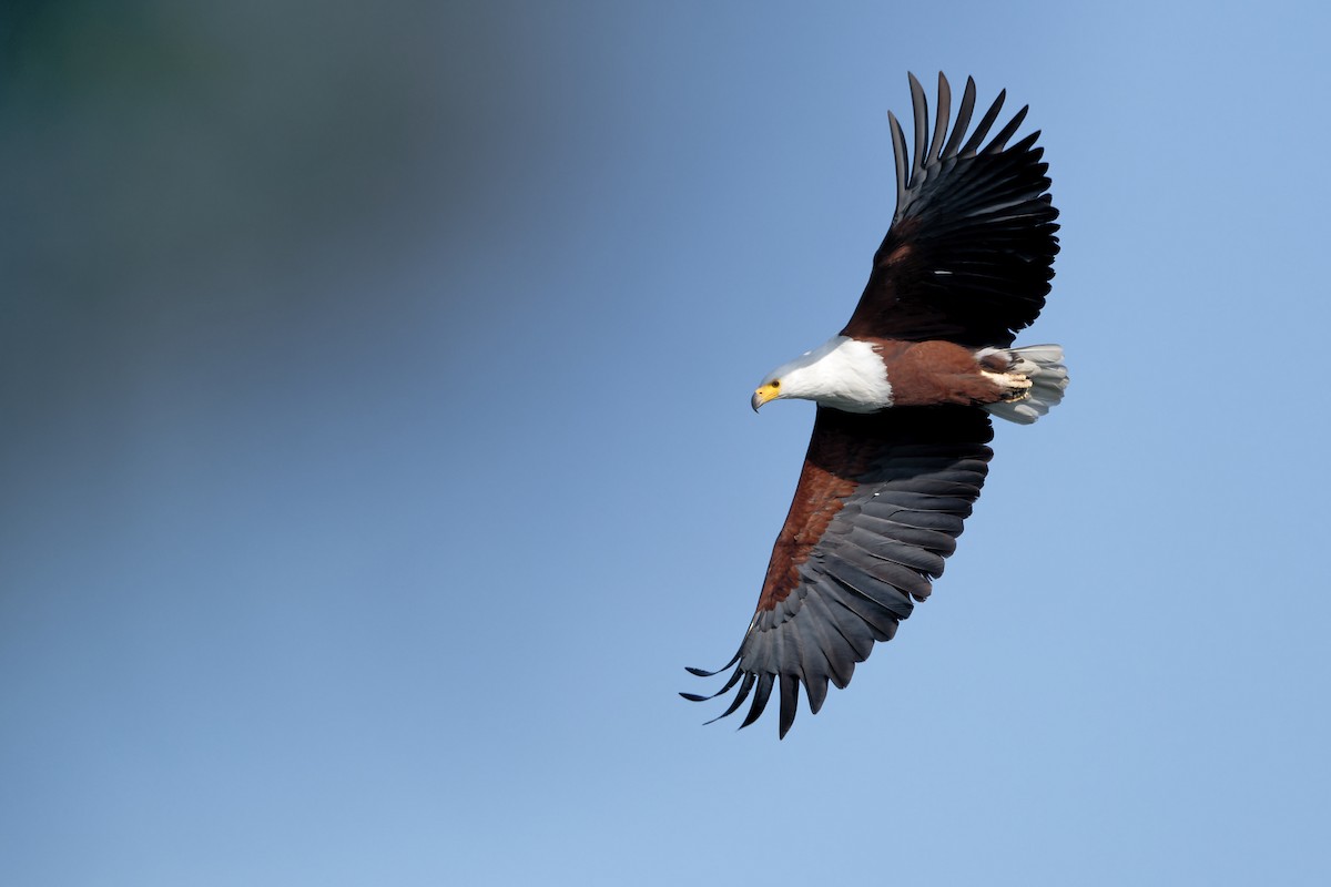 African Fish-Eagle - ML629108503