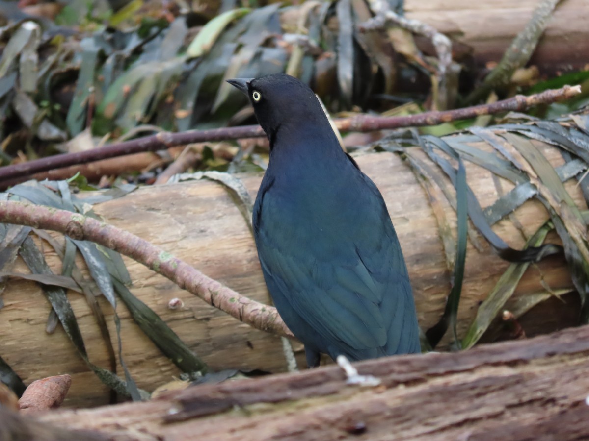 Brewer's Blackbird - ML629108531