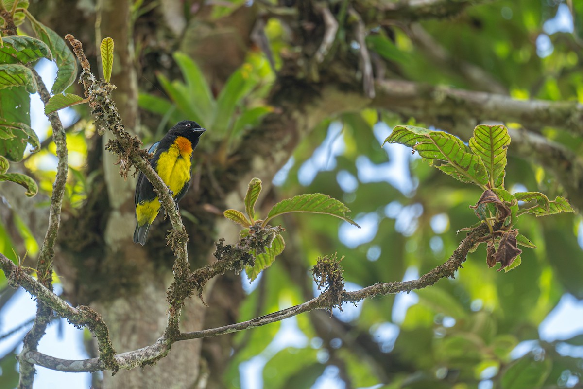 Black-and-gold Tanager - ML629108532