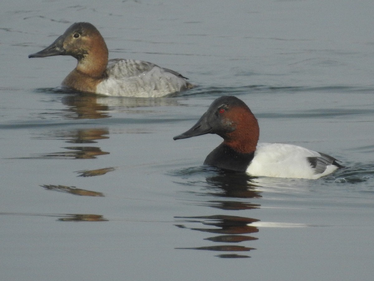 Canvasback - ML629108585