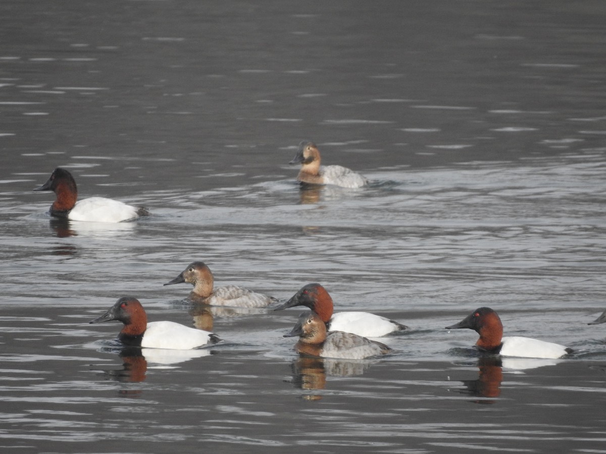 Canvasback - ML629108603