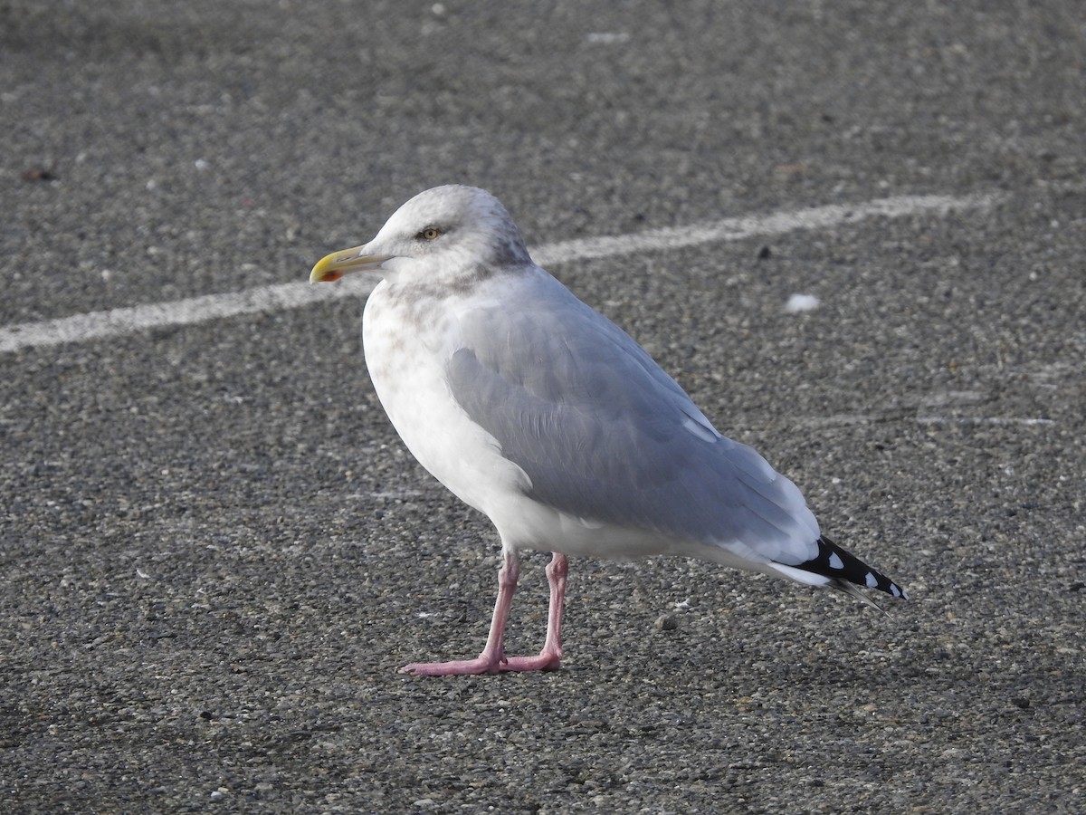 American Herring Gull - ML629108674