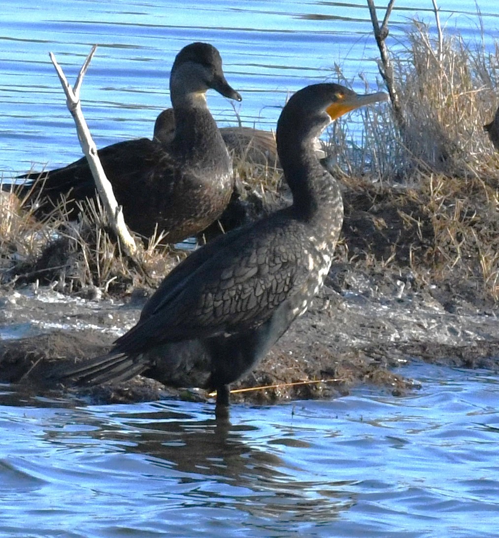 Cormoran à aigrettes - ML629108678