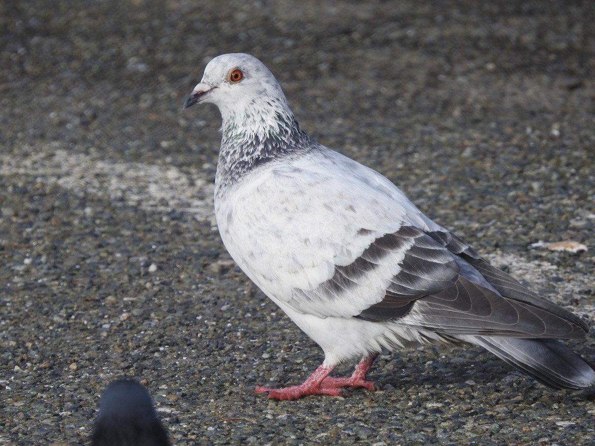 Rock Pigeon (Feral Pigeon) - ML629108696