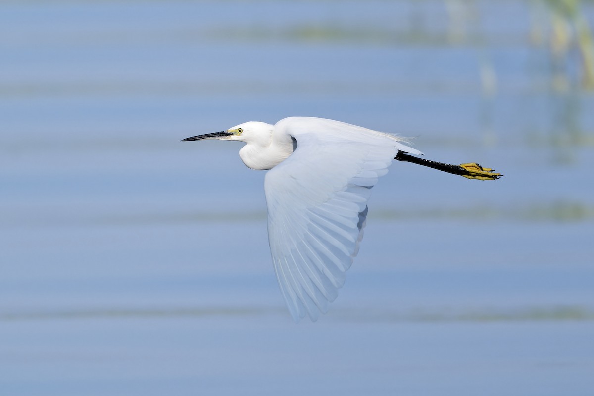 Little Egret - ML629108844