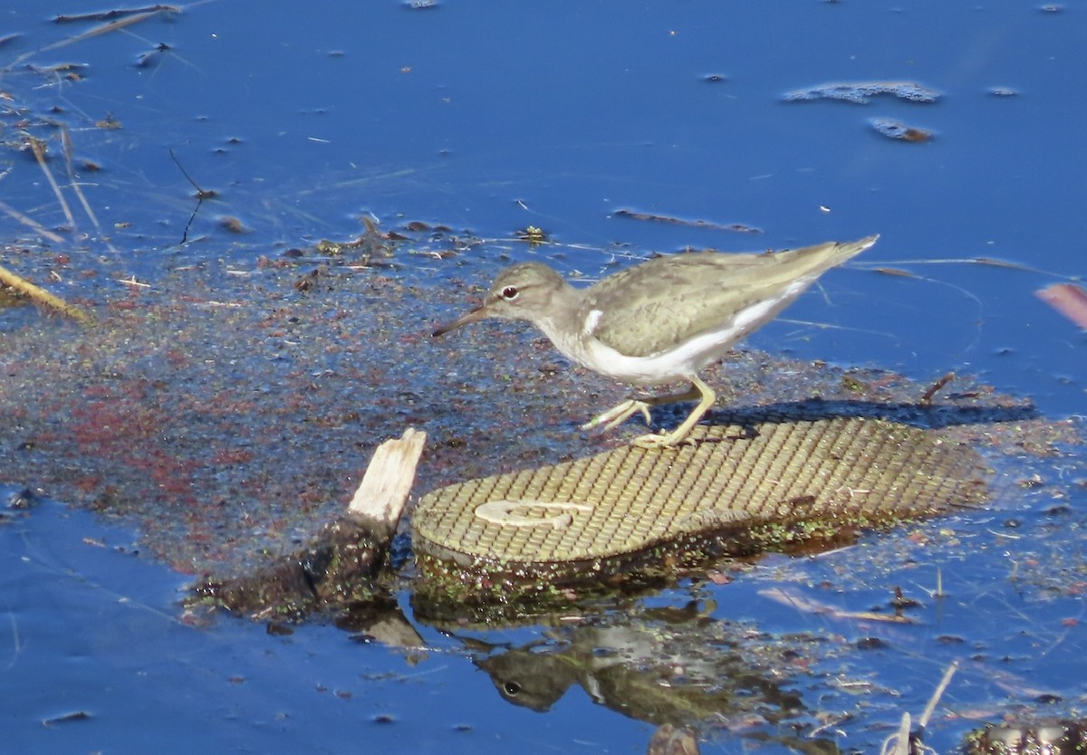 Spotted Sandpiper - ML629108882