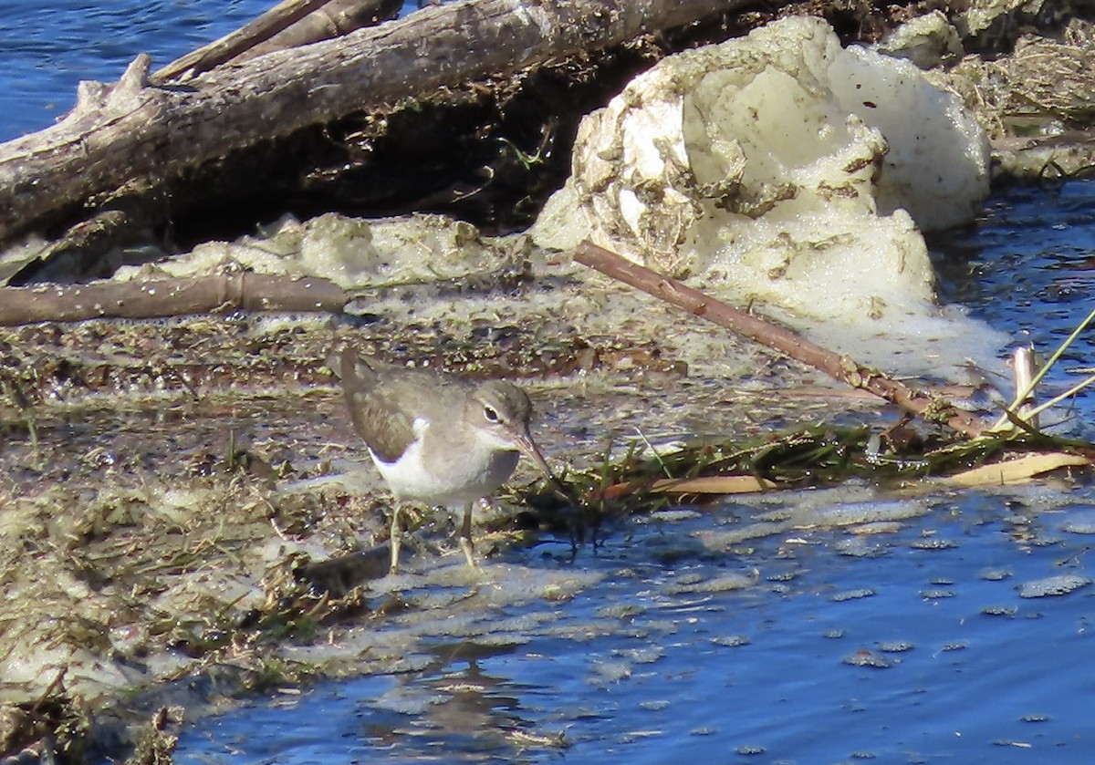 Spotted Sandpiper - ML629108883