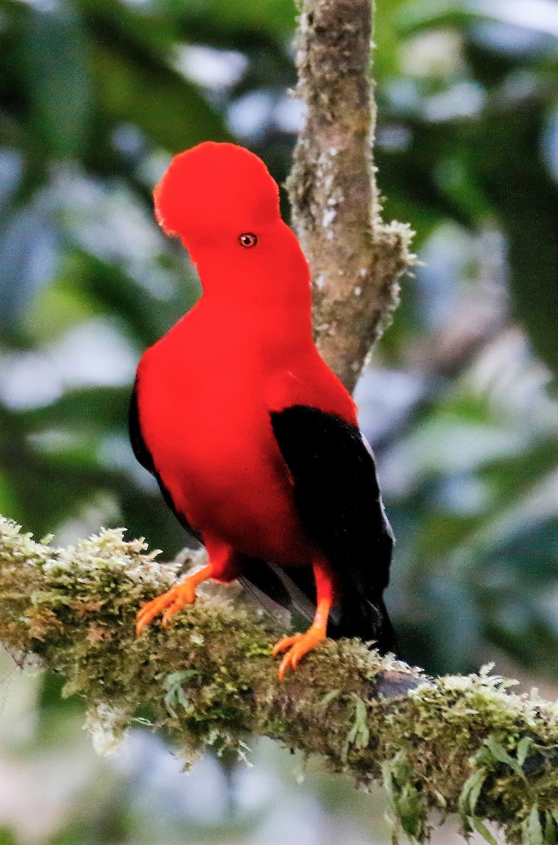 Andean Cock-of-the-rock - ML629108918