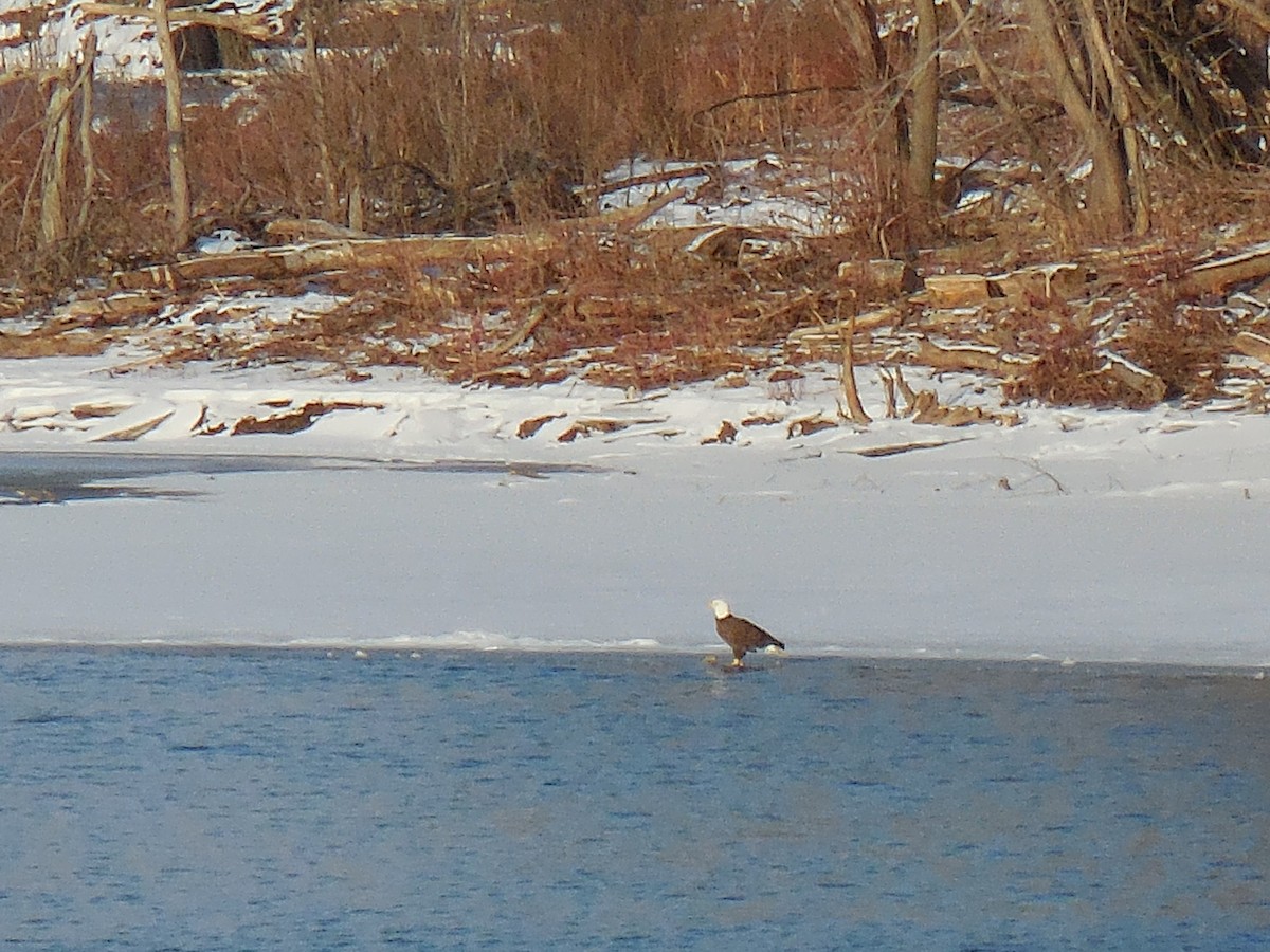 Bald Eagle - ML629108940