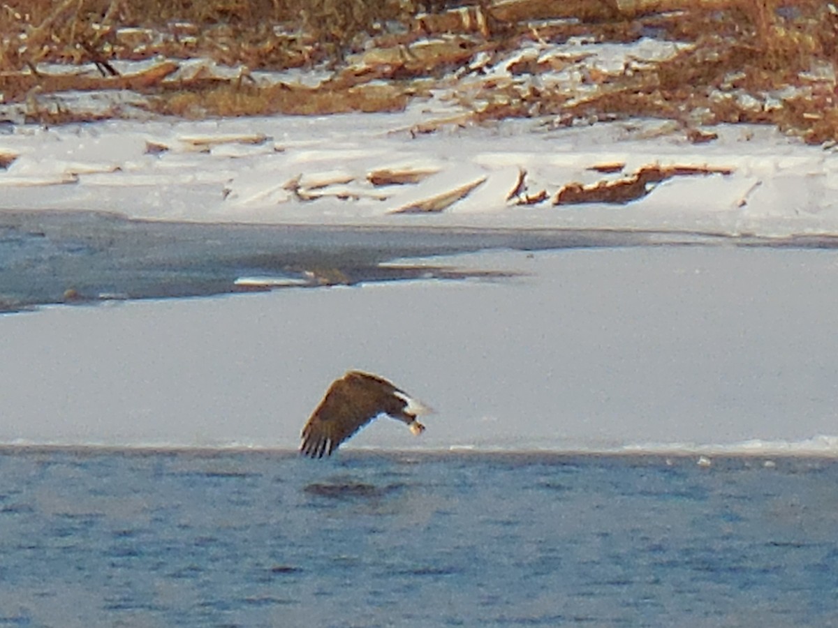 Bald Eagle - ML629108941