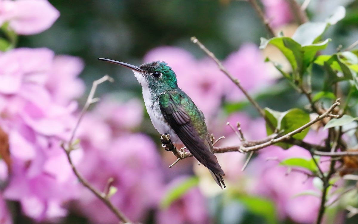 Andean Emerald - ML629108946