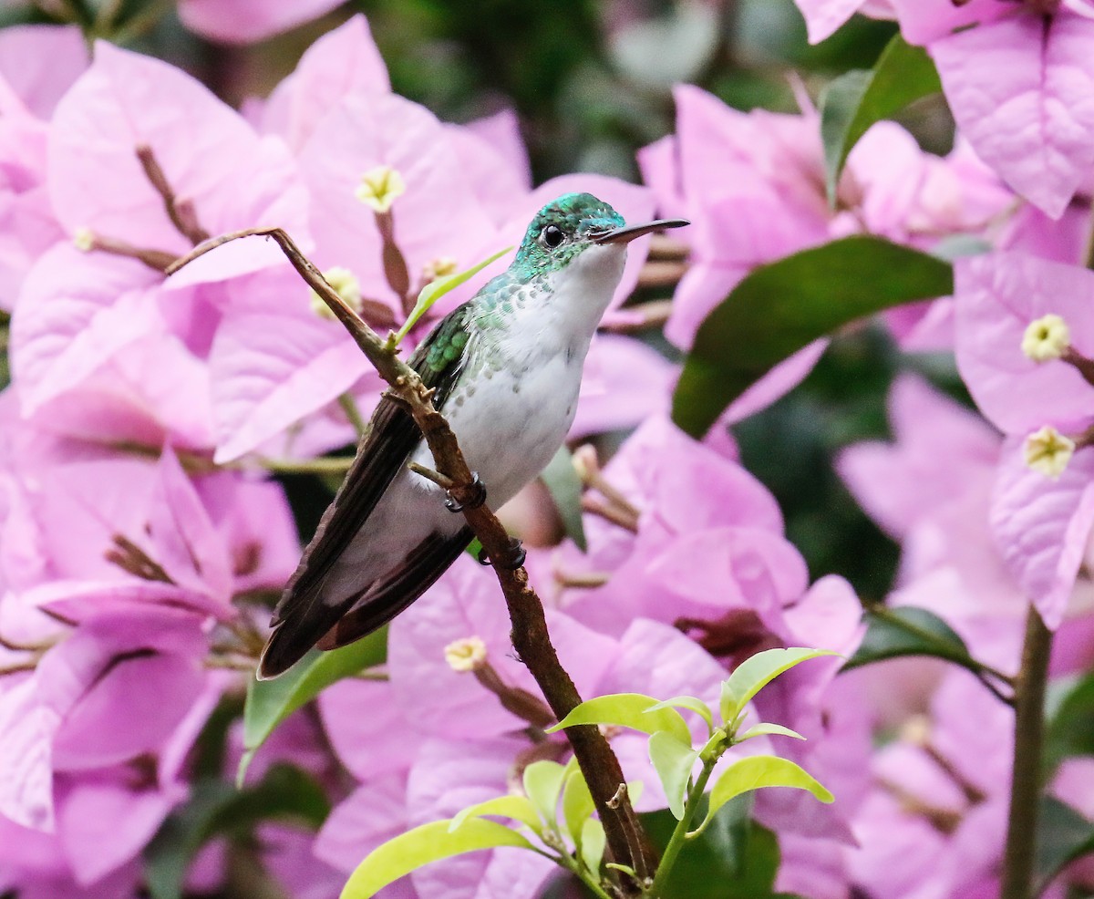 Andean Emerald - ML629108949