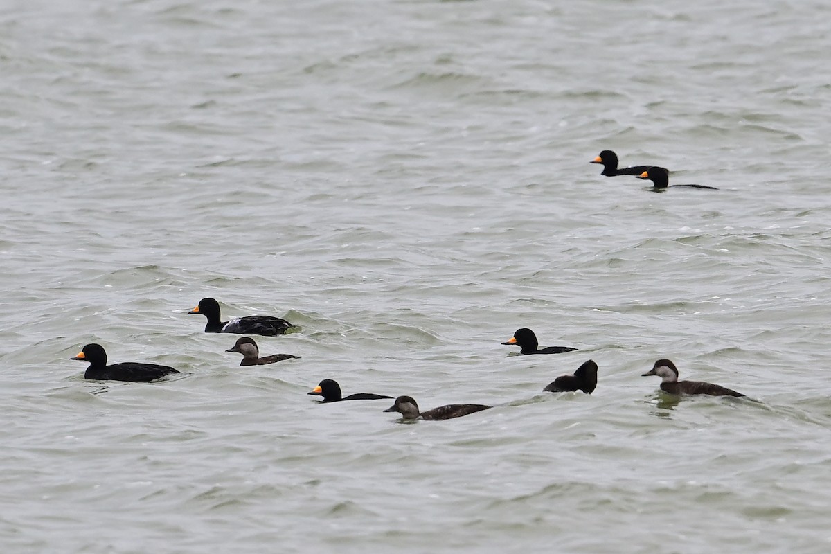 Black Scoter - ML629108956