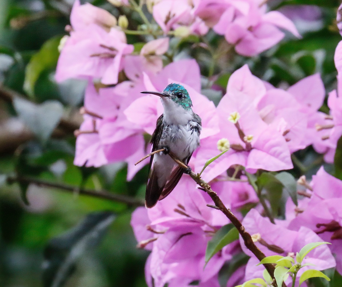 Andean Emerald - ML629108959