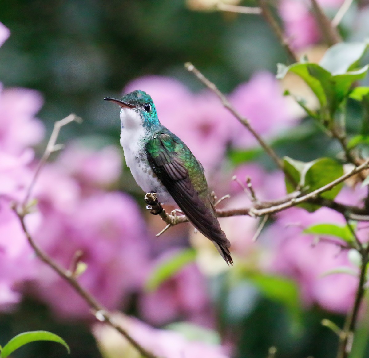 Andean Emerald - ML629108961