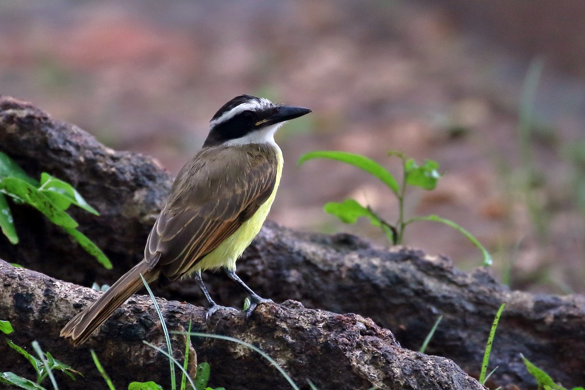 Boat-billed Flycatcher - ML629108963