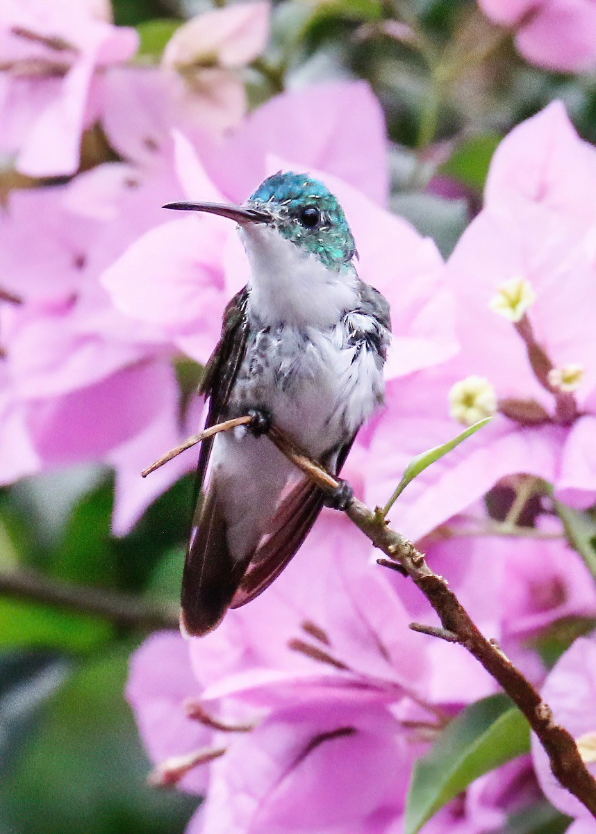 Andean Emerald - ML629108968