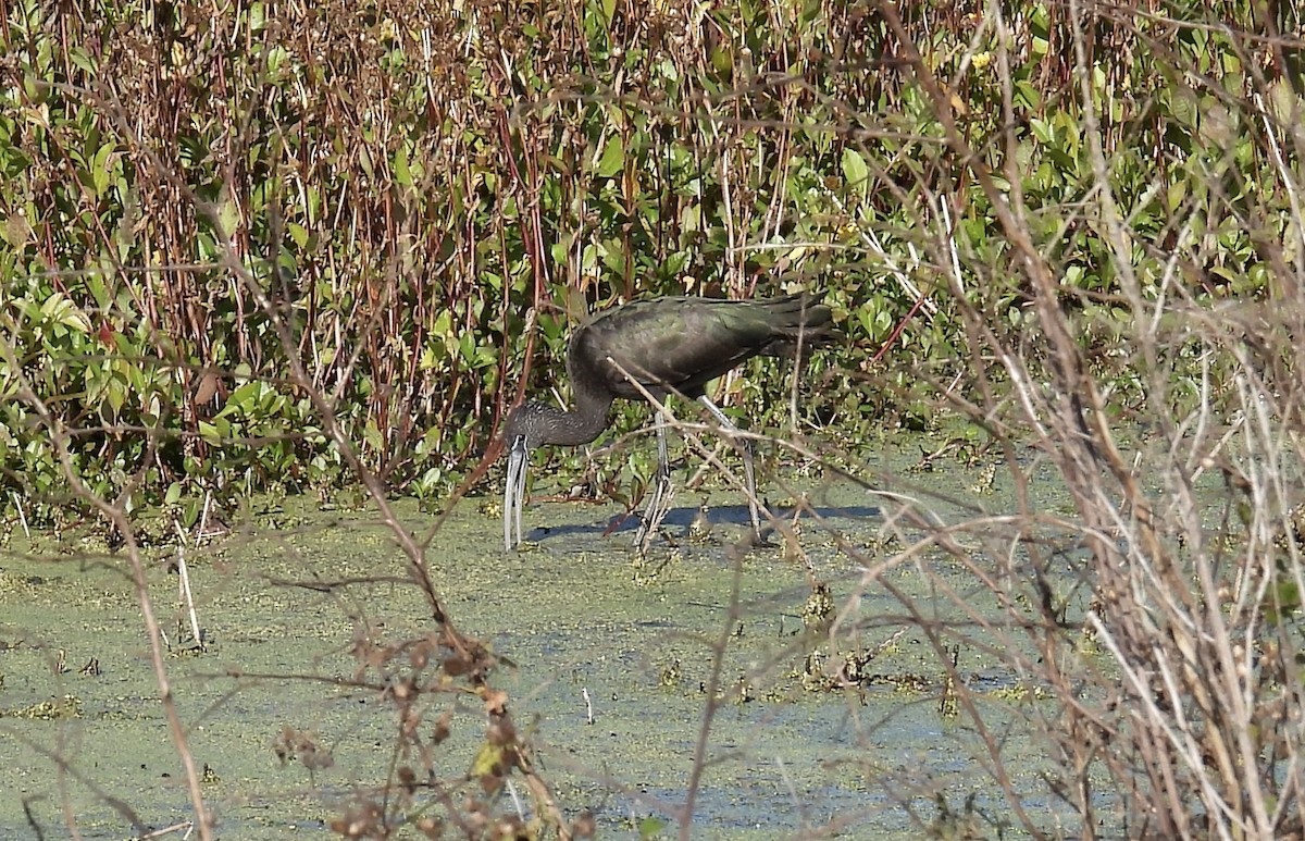 Glossy Ibis - ML629108981