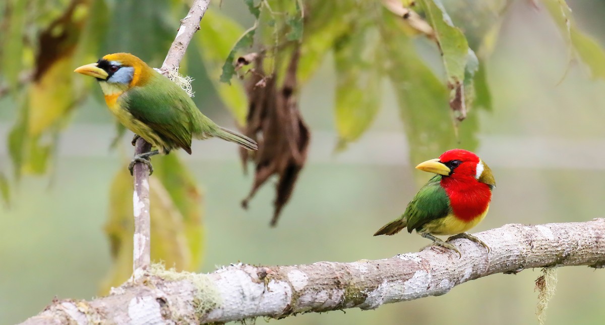 Red-headed Barbet - ML629108983