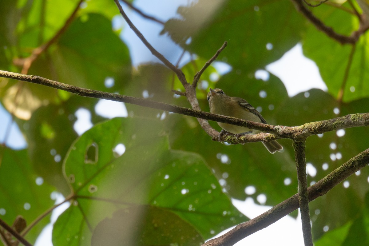 Choco Vireo - ML629109004