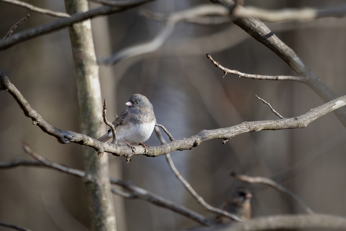 Dark-eyed Junco - ML629109017