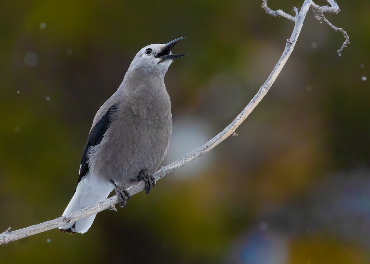 Clark's Nutcracker - ML629109025