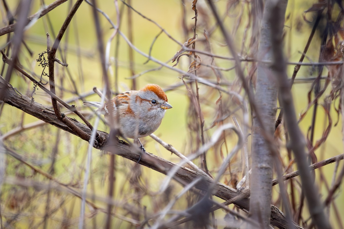 American Tree Sparrow - ML629109049