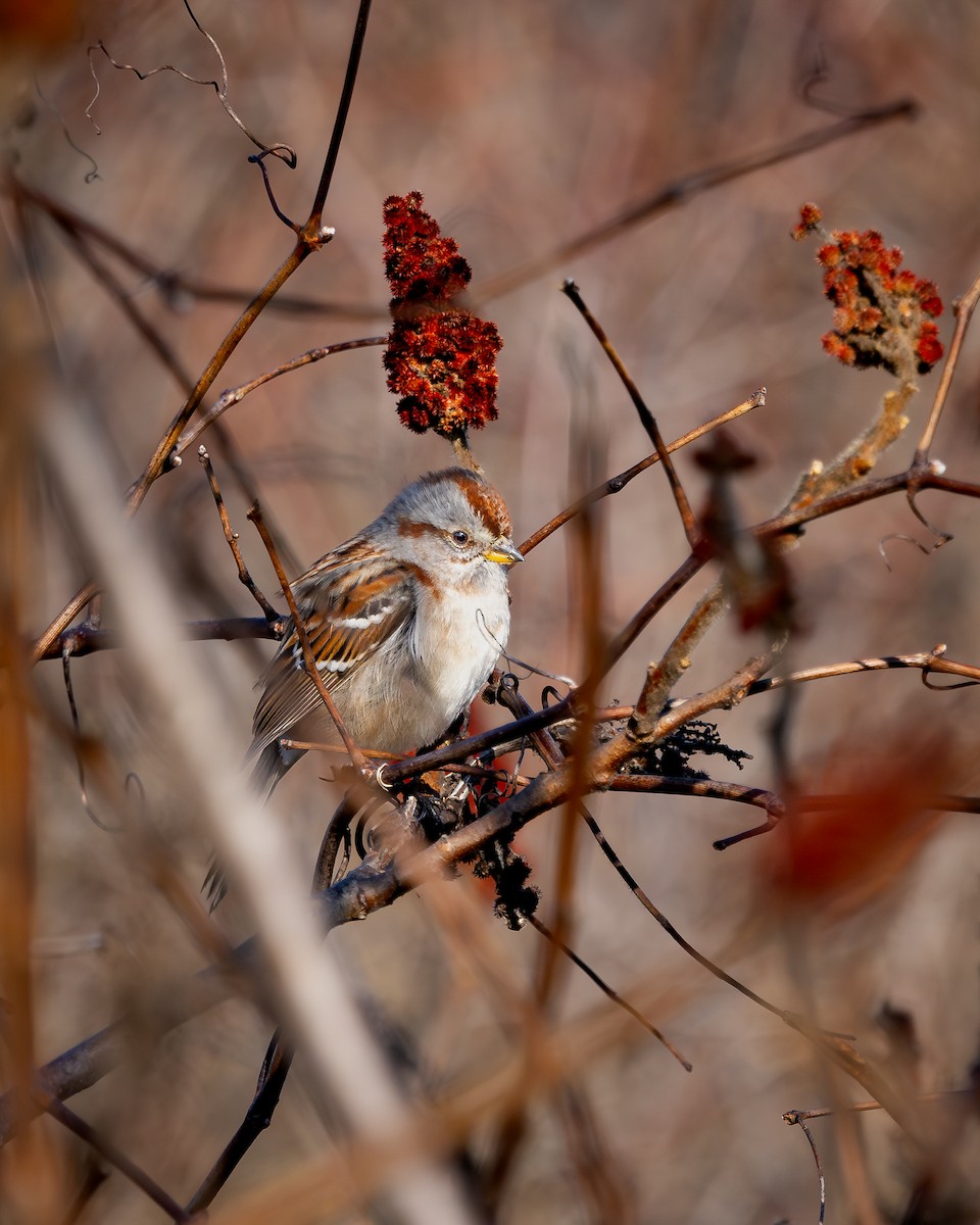 American Tree Sparrow - ML629109050