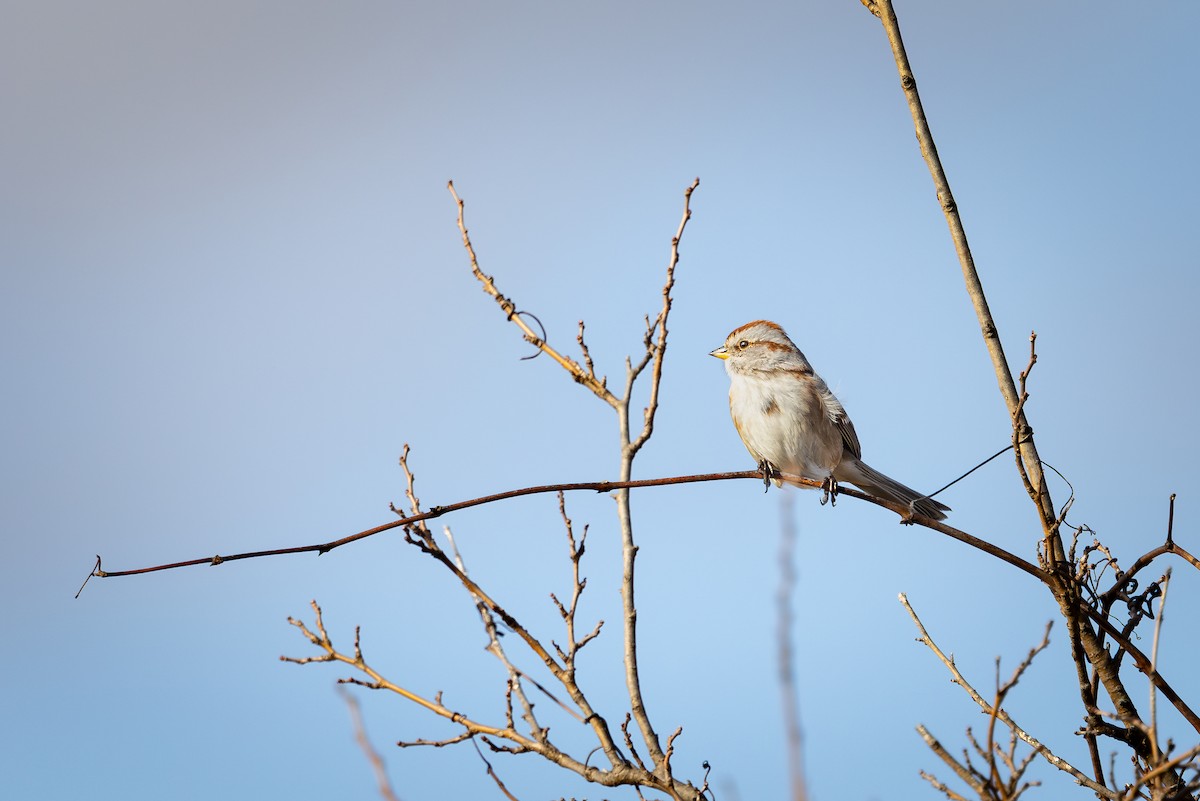 American Tree Sparrow - ML629109051