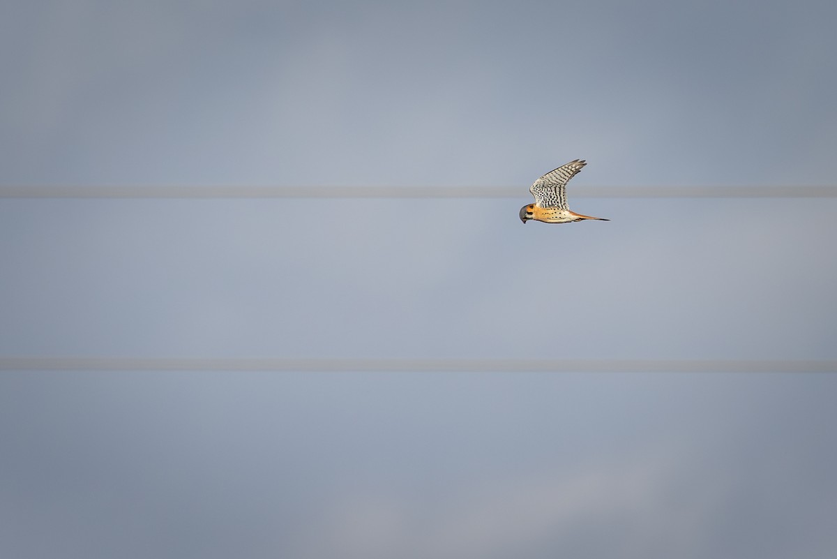 American Kestrel - ML629109070