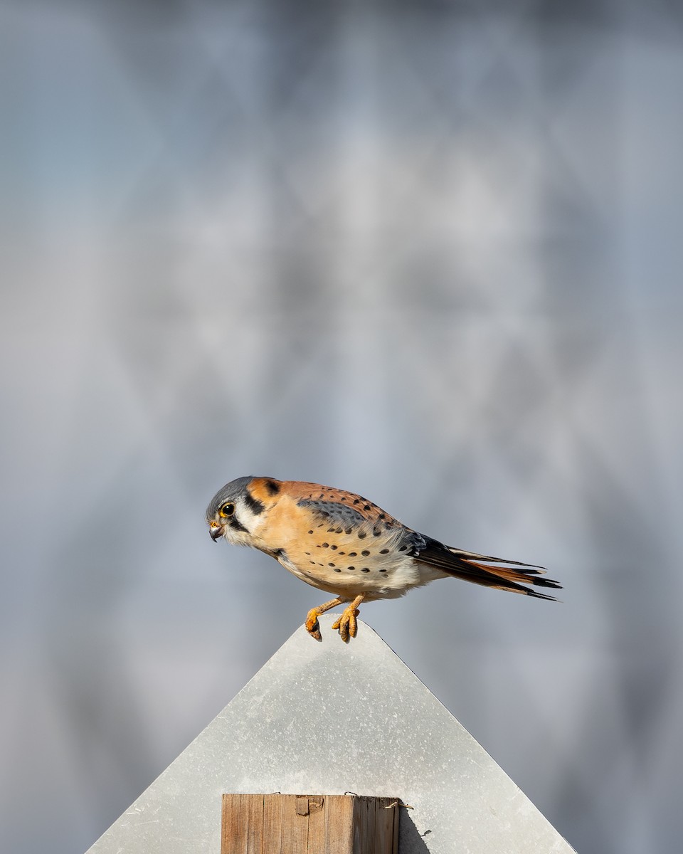 American Kestrel - ML629109071