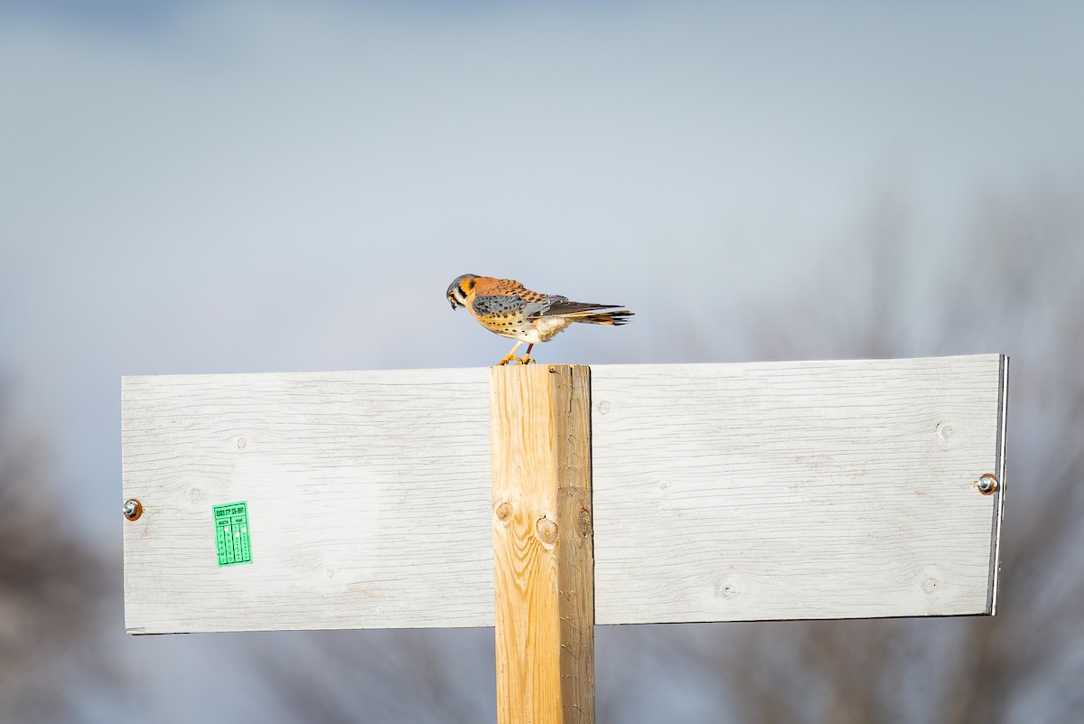 American Kestrel - ML629109072