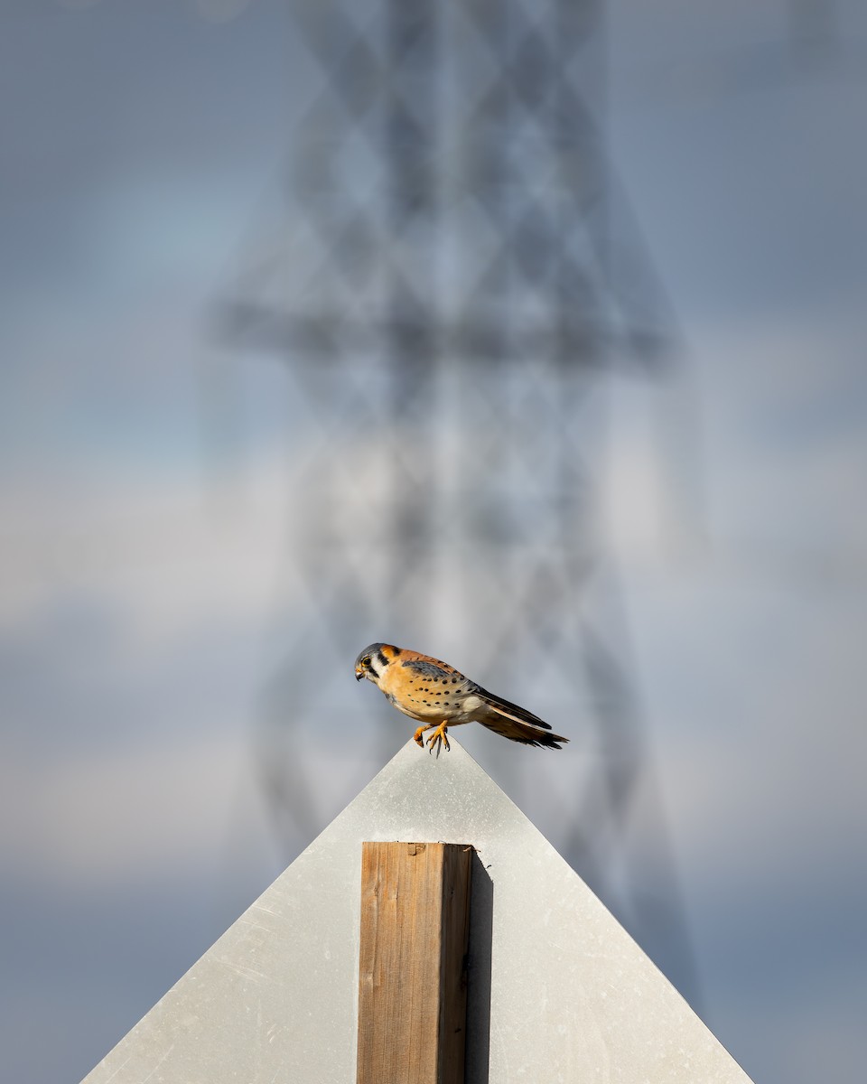 American Kestrel - ML629109073