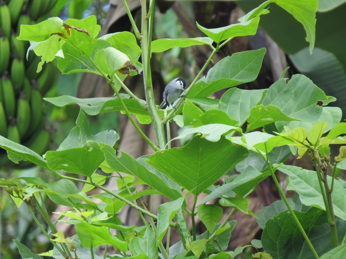 White-browed Gnatcatcher - ML629109075