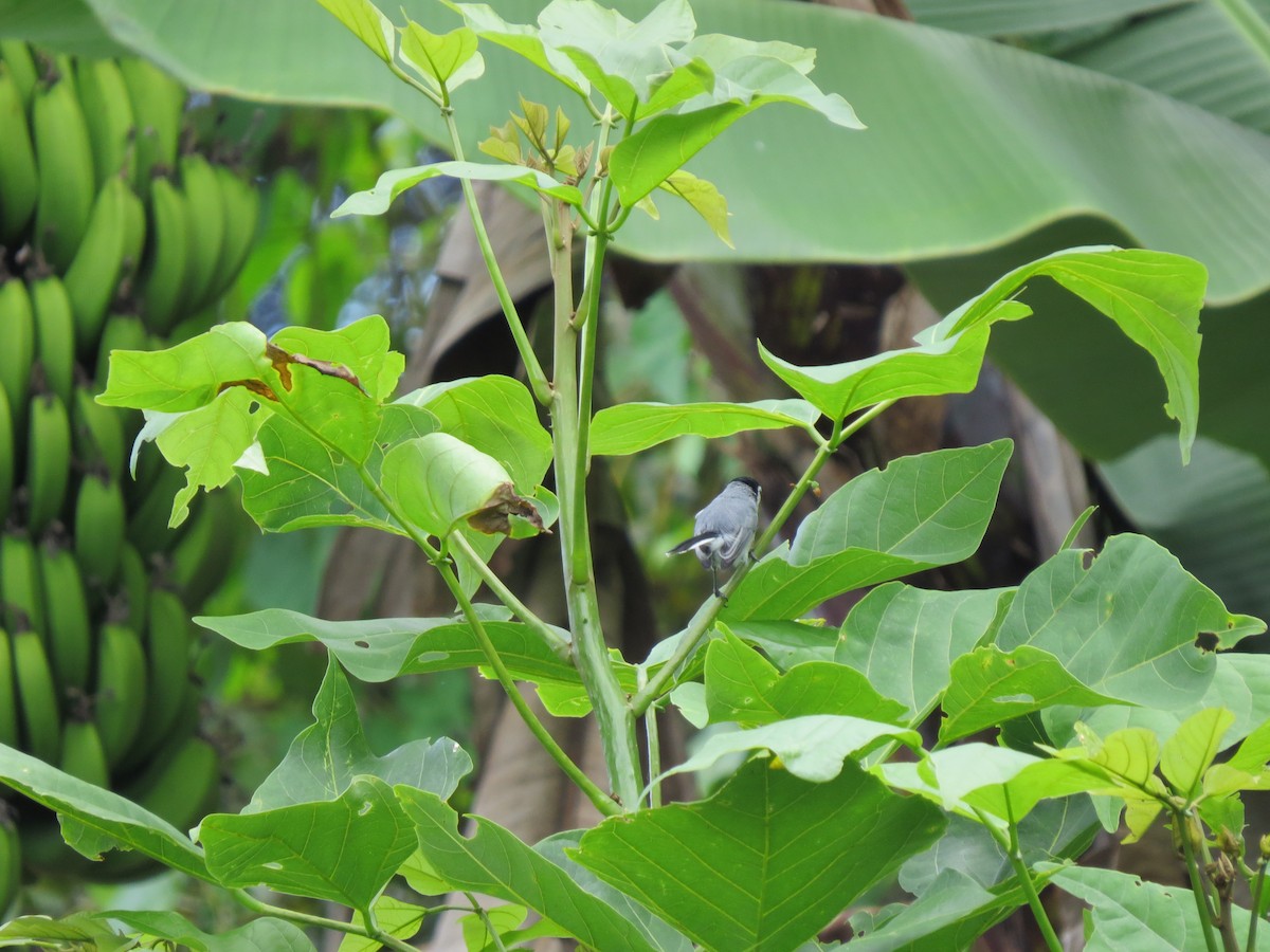 White-browed Gnatcatcher - ML629109077