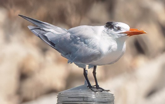 Royal Tern - ML629109132