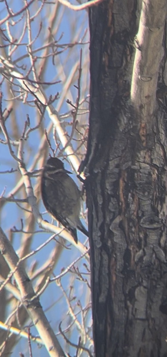 シルスイキツツキ - ML629109165