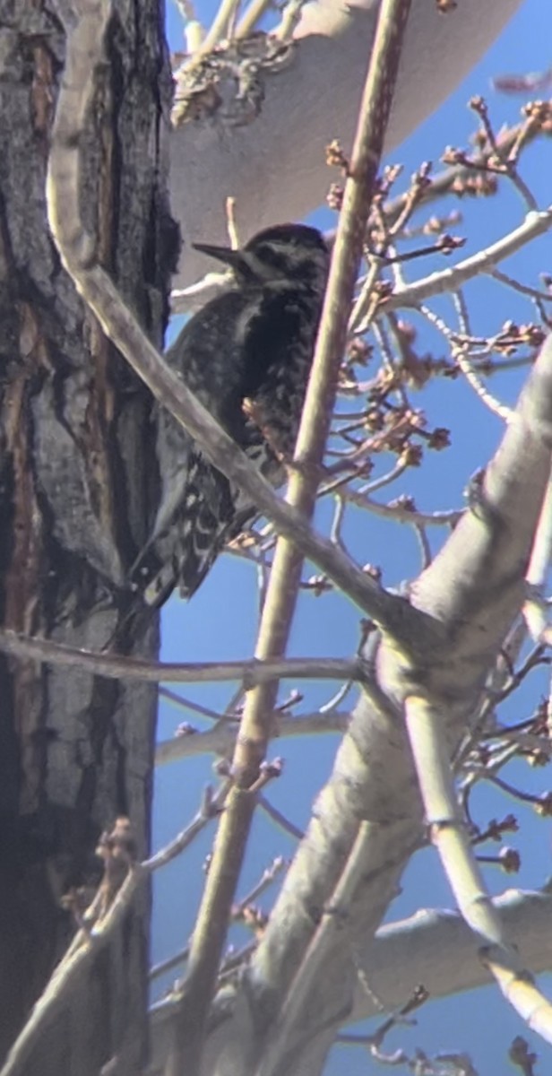 シルスイキツツキ - ML629109166