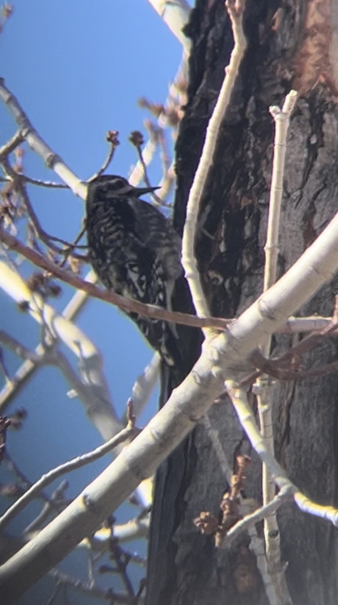 シルスイキツツキ - ML629109167