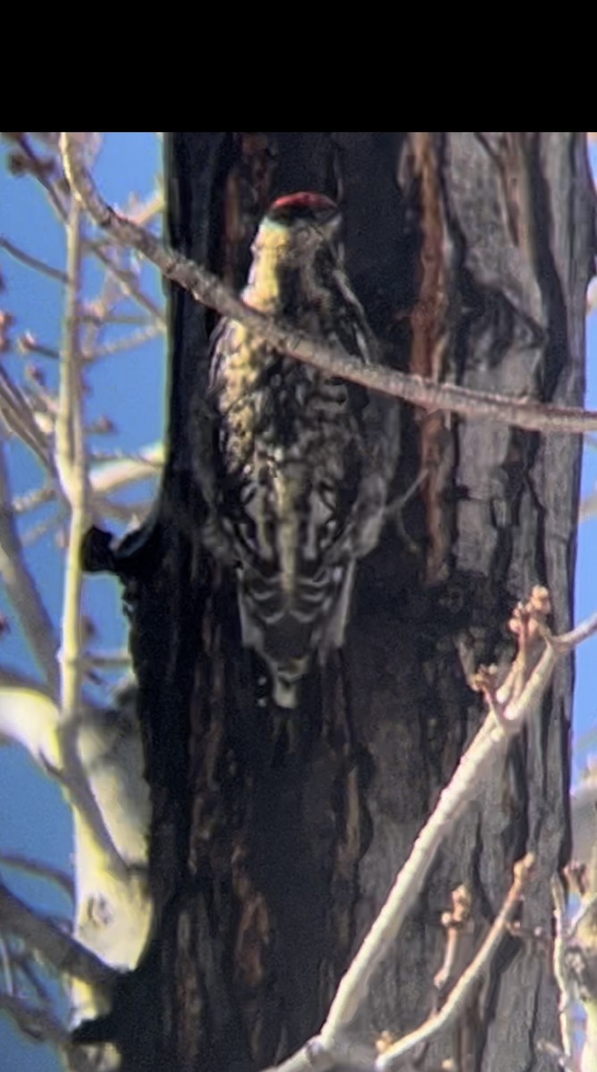 シルスイキツツキ - ML629109168