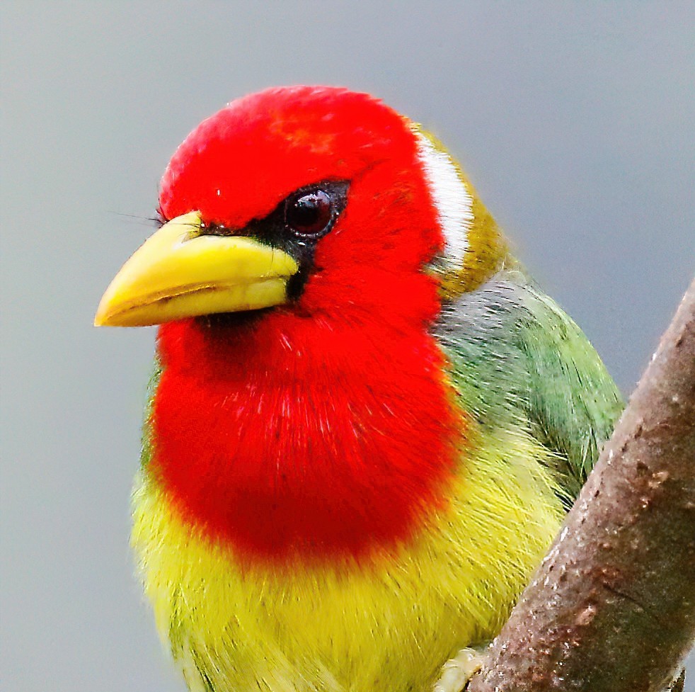 Red-headed Barbet - ML629109288