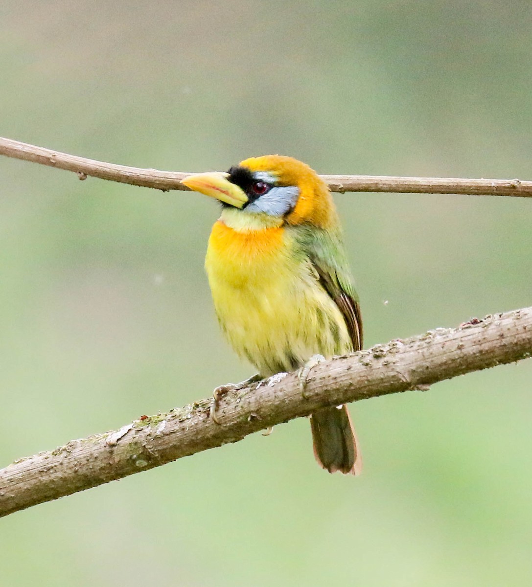 Red-headed Barbet - ML629109290