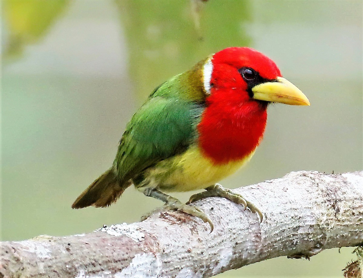 Red-headed Barbet - ML629109296