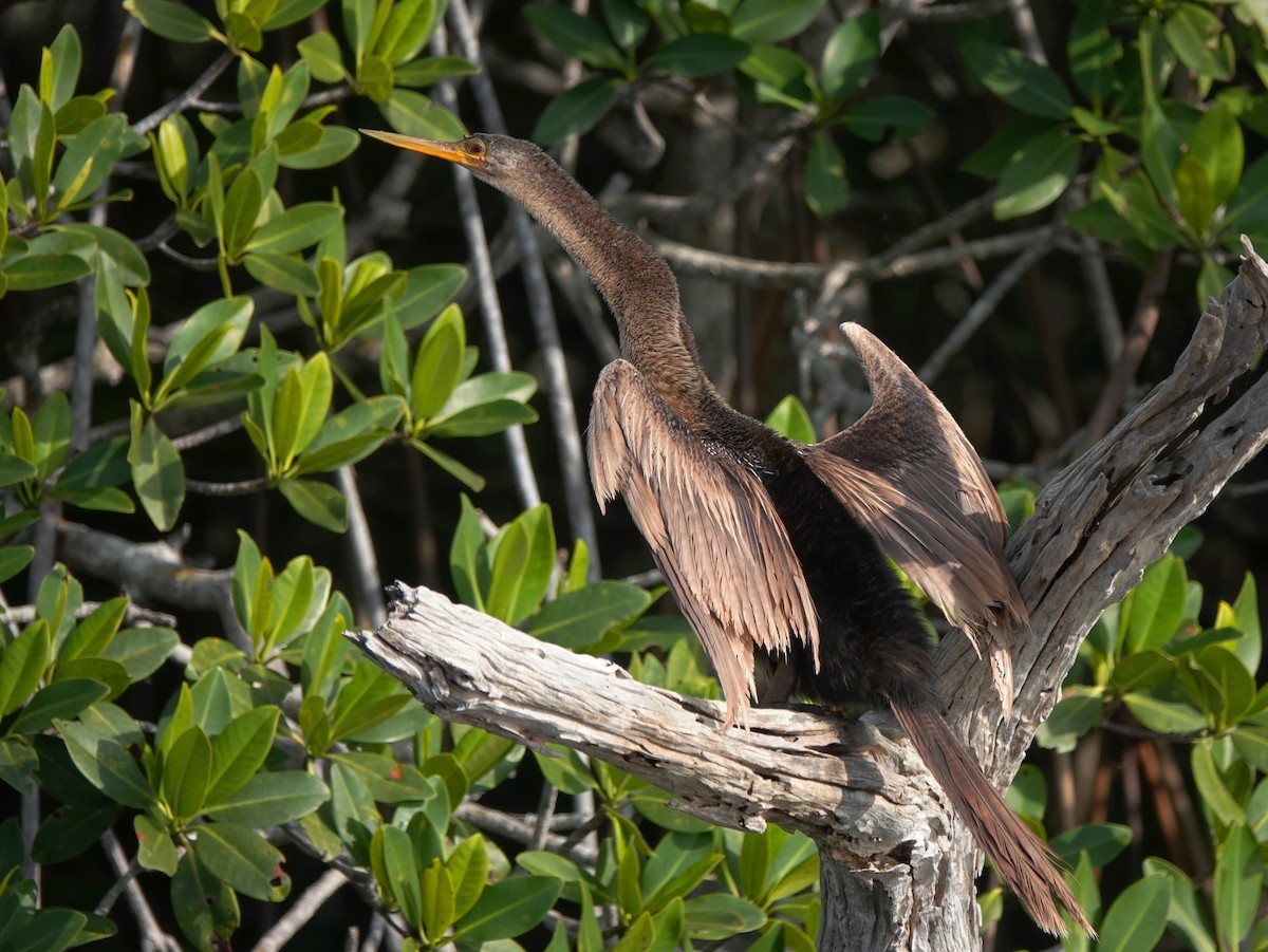 Anhinga - ML629109310