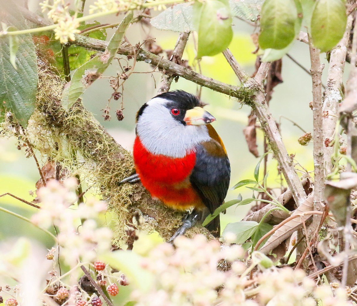 Toucan Barbet - ML629109328