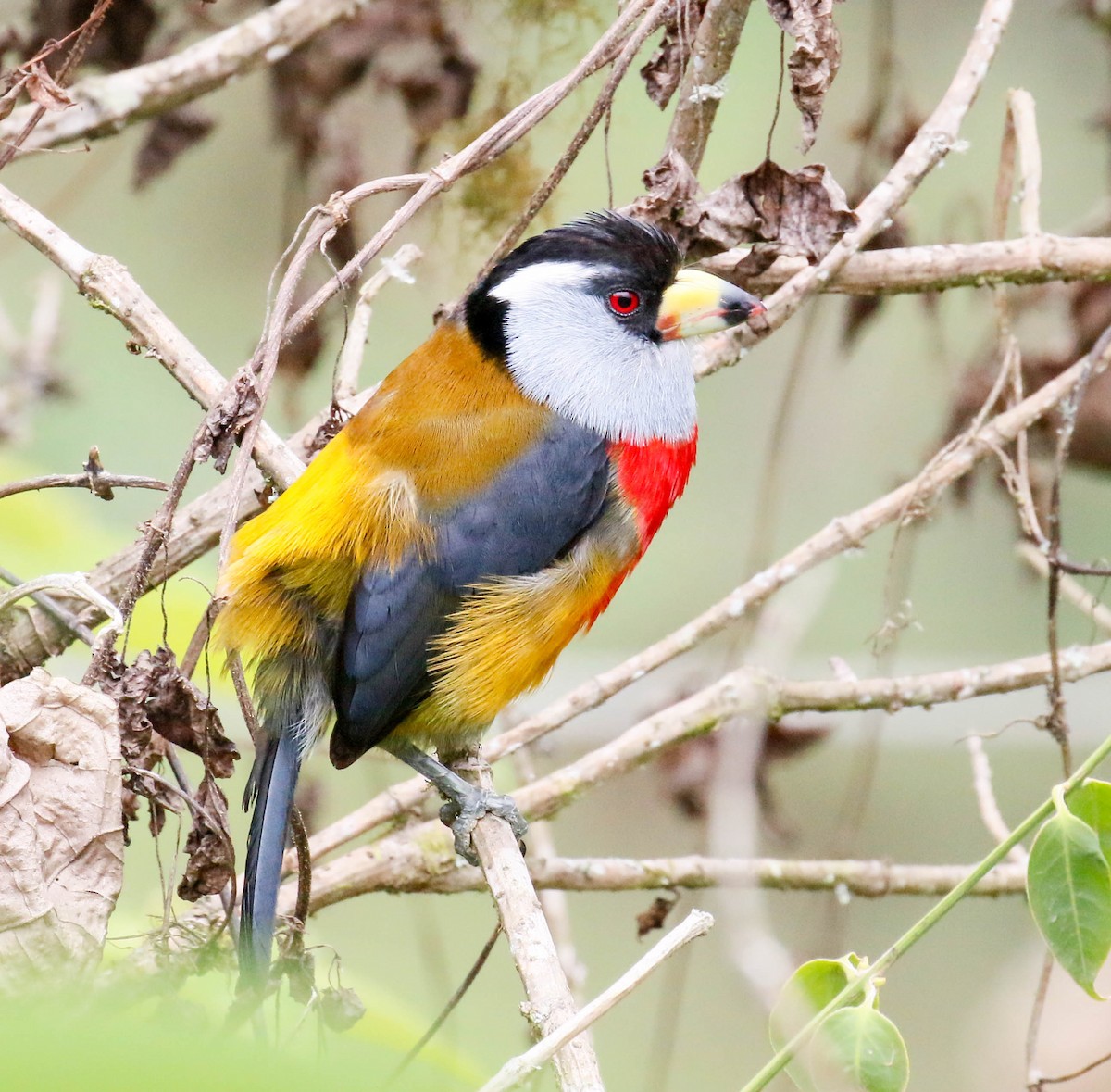 Toucan Barbet - ML629109330